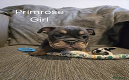 Mixed Breed dogs for sale: Tri English bulldog French mix (frenglish) - Image 13