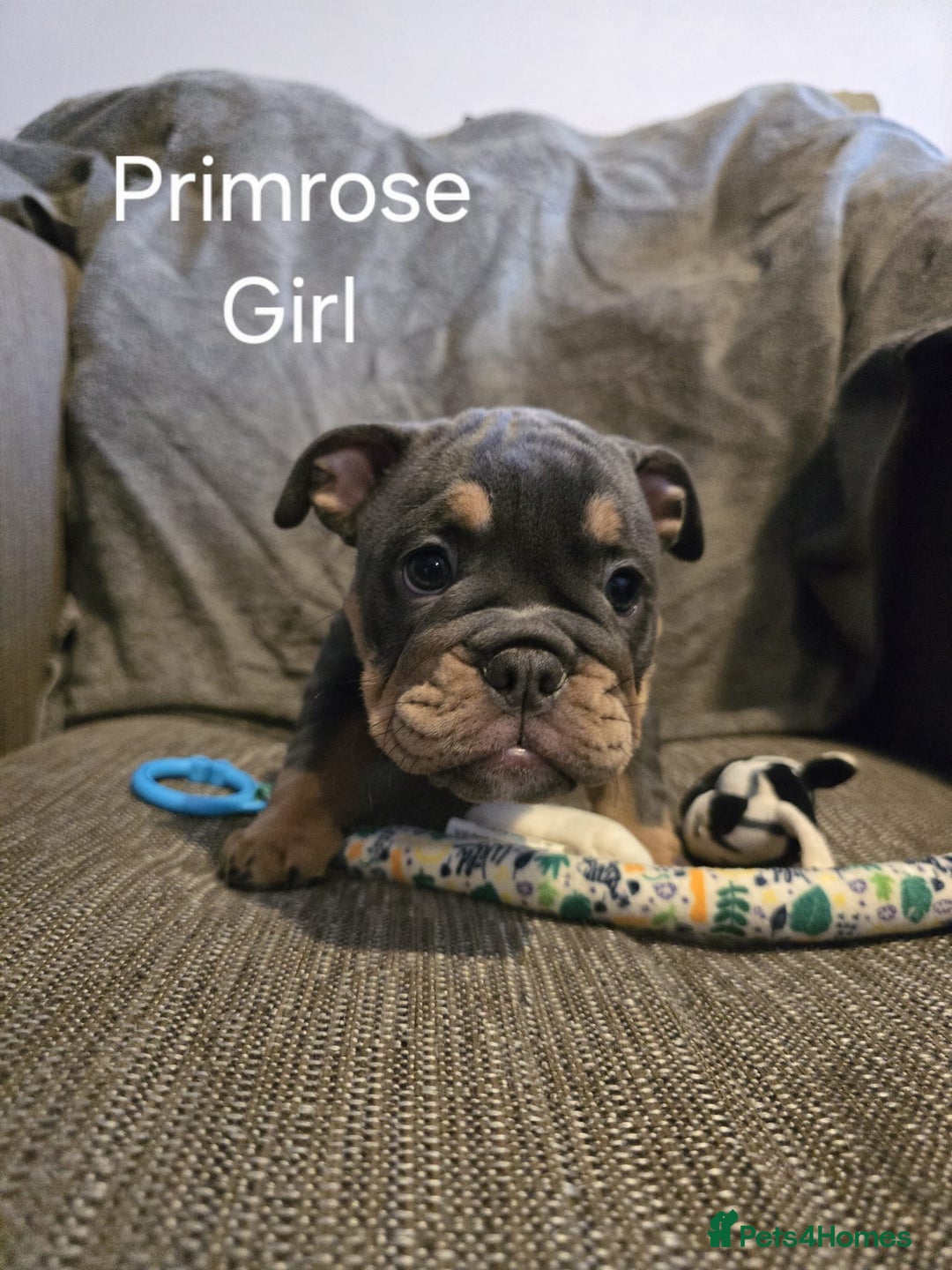 Mixed Breed dogs for sale: Tri English bulldog French mix (frenglish) - Image 13