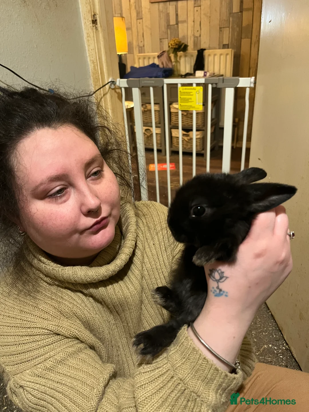Netherland Dwarf rabbits for sale: Netherland Dwarf / Minilop Bunnies! - Advert 2