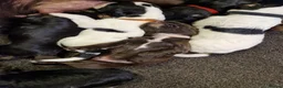 Cocker Spaniel dogs for sale: Cocker spaniels in Llandudno Junction - Advert 4