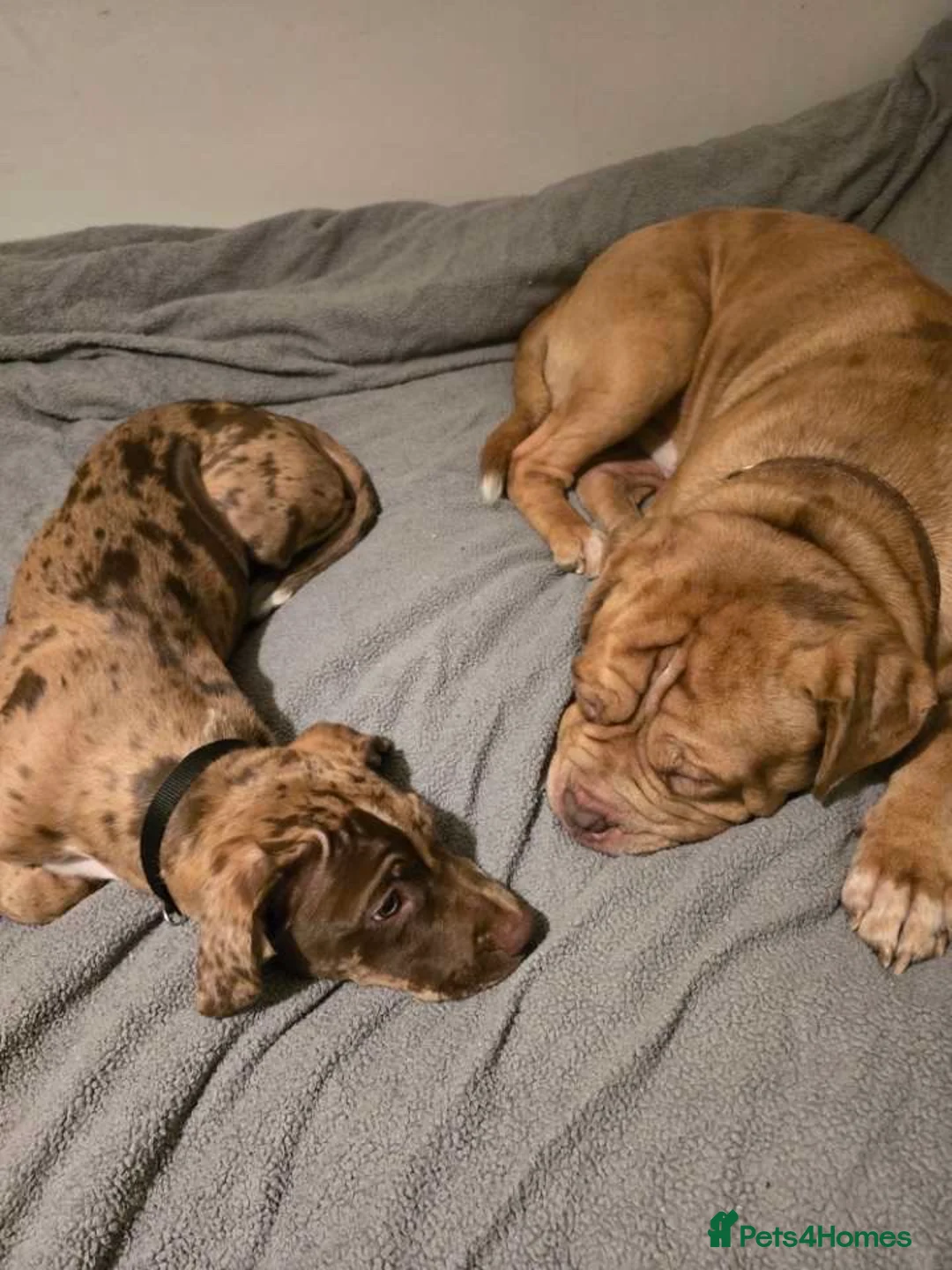 Mixed Breed dogs for sale: 6 month old puppy  - Advert 2