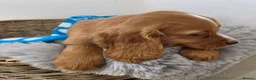 Cocker Spaniel dogs for sale: Working Type Cocker Spaniels - Advert 28