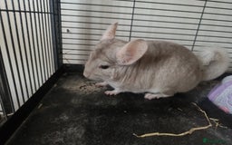 Chinchilla rodents for sale: Chinchillas for sale - Image 3