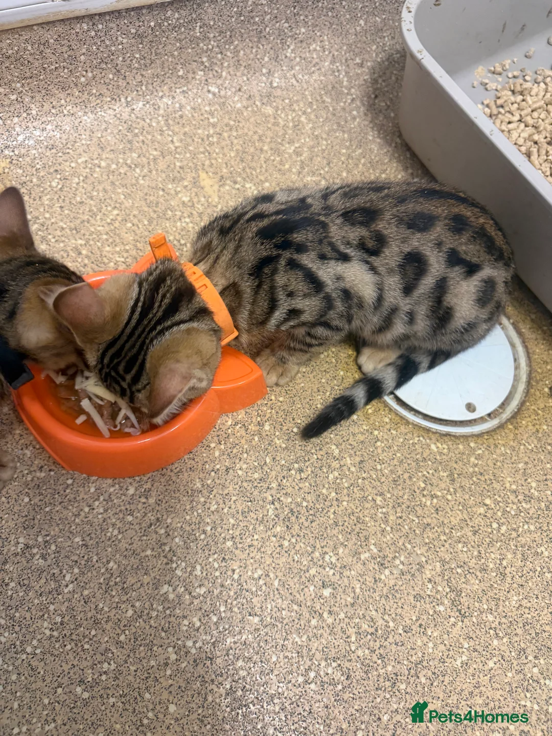 Bengal cats for sale: BENGAL in Norwich - Advert 2