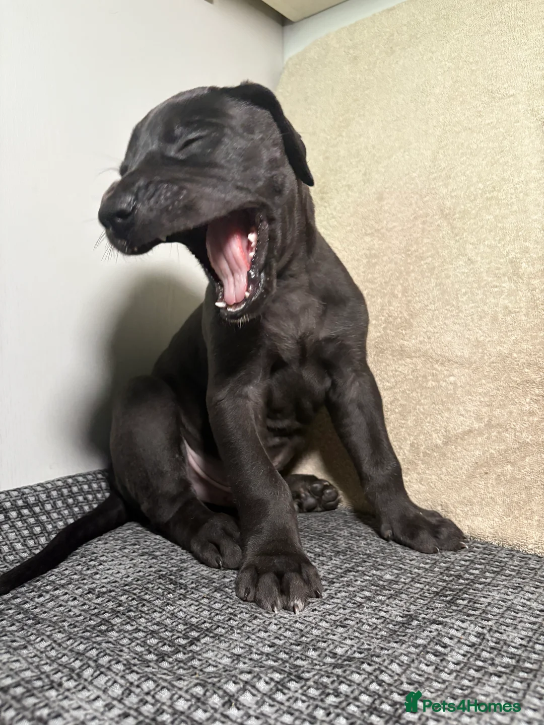 Great Dane dogs for sale: *** Only 3 remaining *** Great Dane puppies - Advert 2