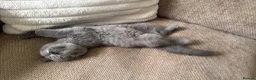 British Shorthair cats for sale: Male Maincoon & male British short hair - Advert 7