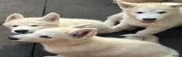 Alaskan Malamute dogs for sale: Pure white Alaskan Malamutes  in Wolverhampton - Advert 7
