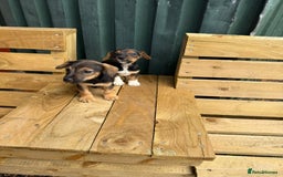 Jack Russell dogs for sale: Jack Russell puppies  - Image 1