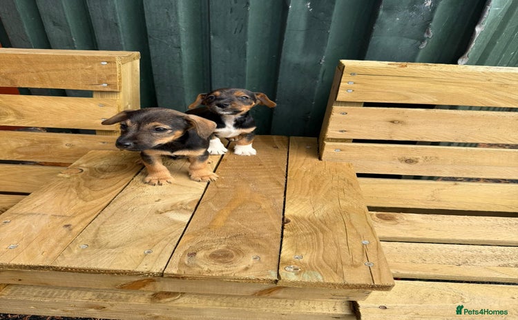 Jack Russell dogs - Advert 1