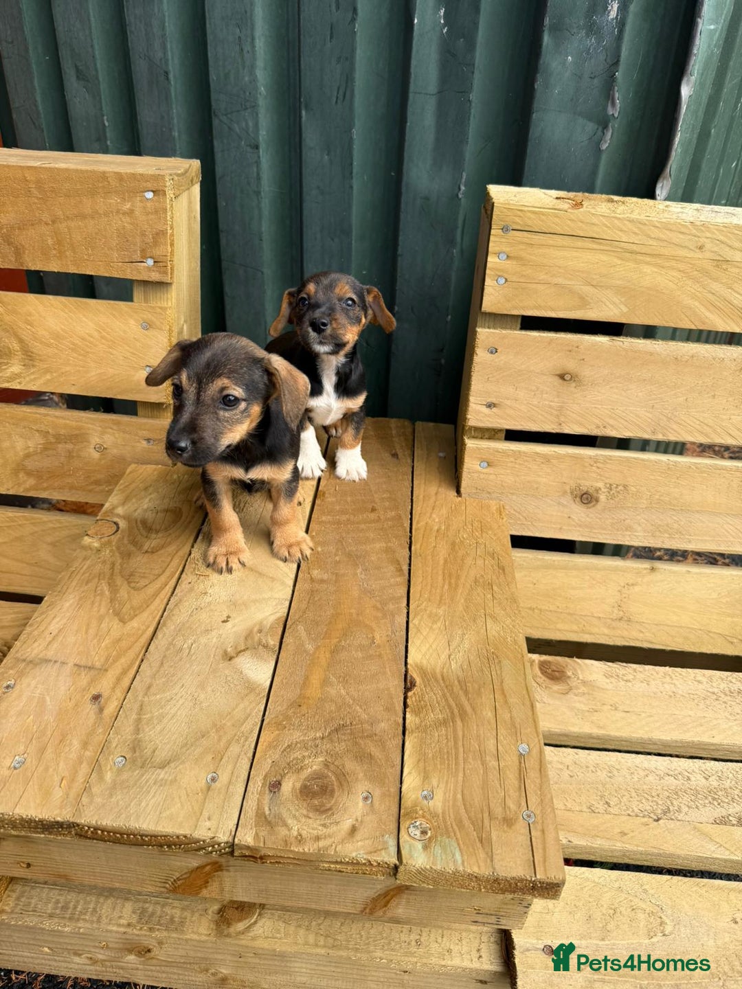 Jack Russell dogs for sale: Jack Russell puppies  - Image 1