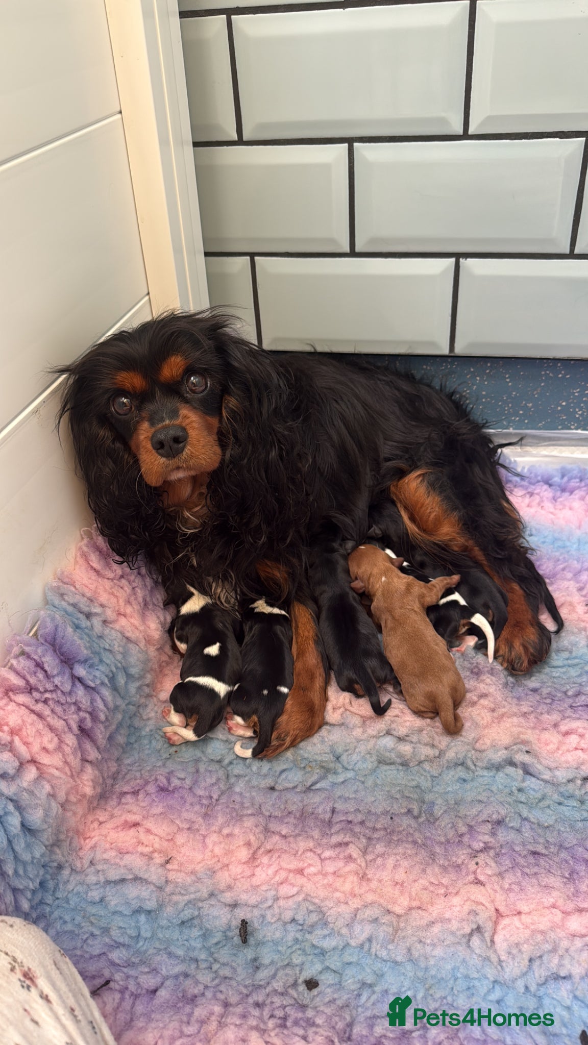 Cavalier King Charles Spaniel dogs Extensively Health Tested Cavilier King Charles  - Advert 1