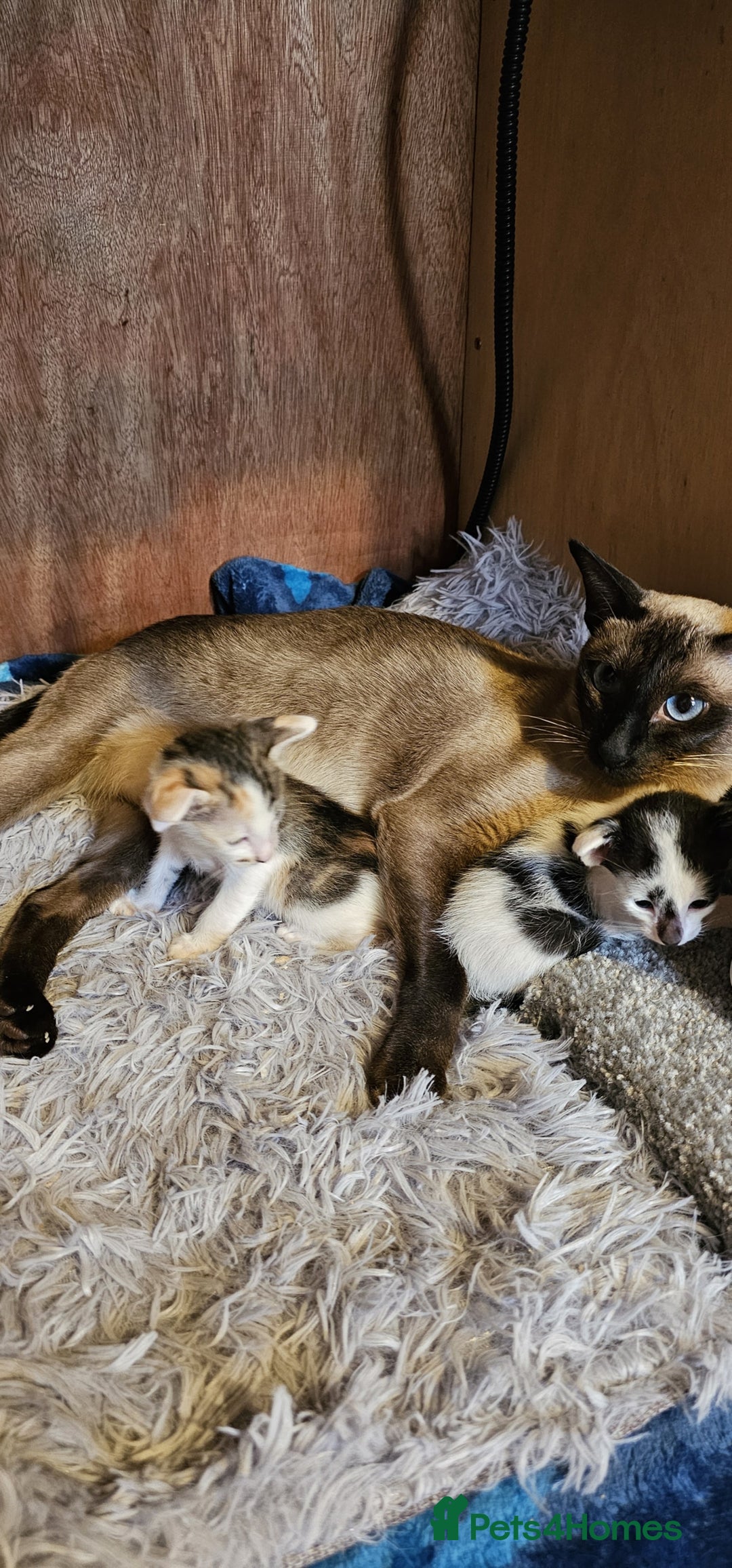 Oriental cats for sale:  GCCF Oriental Kittens For Sale - Image 22