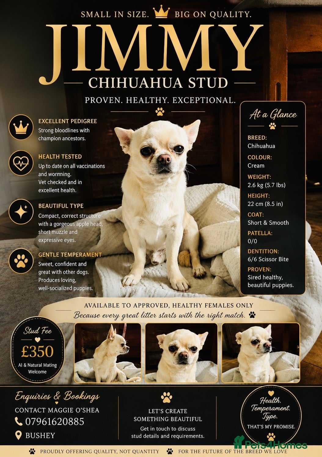 Chihuahua dogs Chihuahua Stud KC Registered  - Advert 3