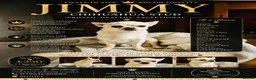 Chihuahua dogs for stud: Chihuahua Stud KC Registered  - Advert 1