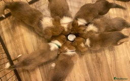 Welsh Corgi Pembroke dogs for sale: 7 Beautiful little corgi boys - Advert 2
