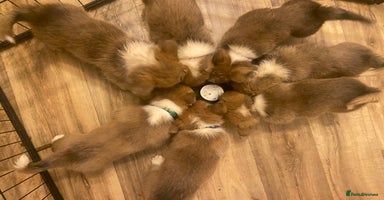 Welsh Corgi Pembroke dogs 7 Beautiful little corgi boys - Advert 8