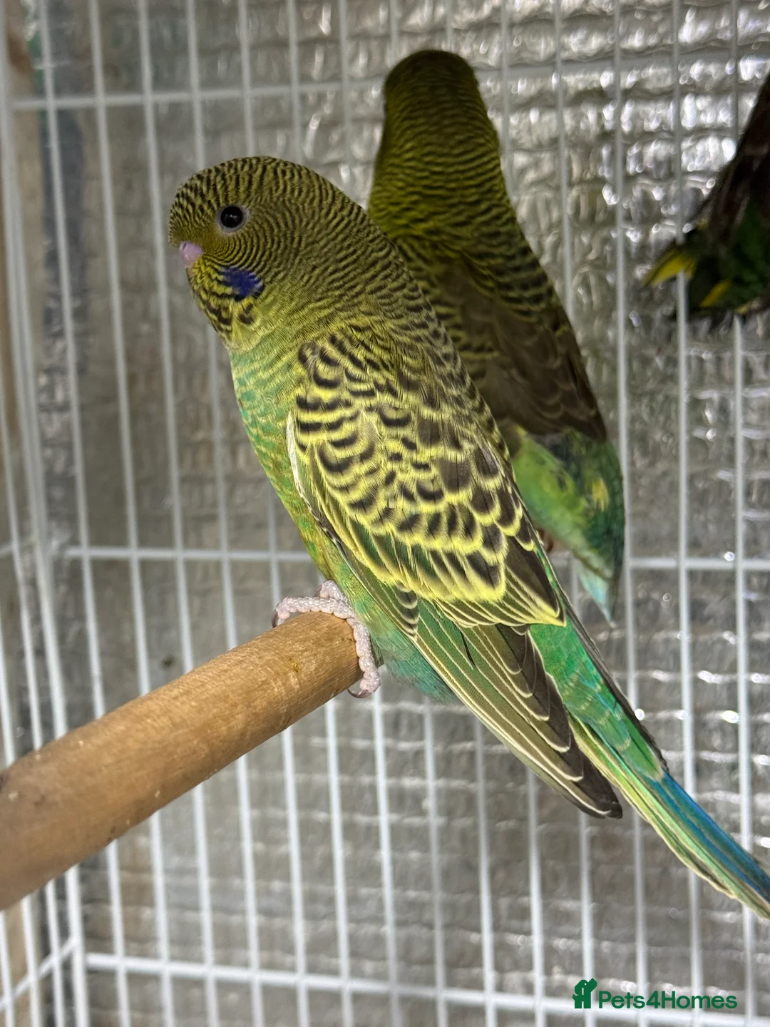 Budgerigars birds for sale: Black face split Melanistic budgie - Advert 4