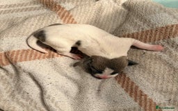 Jack Russell dogs for sale: White,blue,red tri jack Russell pups  - Advert 12