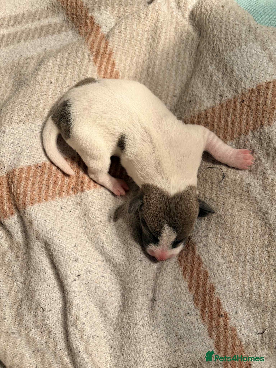 Jack Russell dogs for sale: White,blue,red tri jack Russell pups  - Advert 12