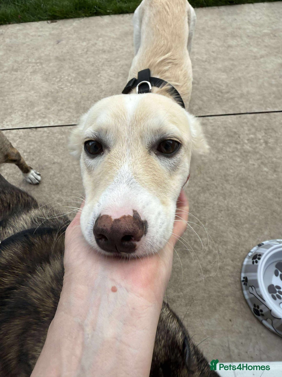 Mixed Breed dogs for adoption: ❤️🐾 Snoopy 🐾❤️ - Advert 7