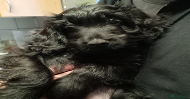 Cockapoo dogs - Advert 4