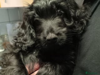 Cockapoo dogs - Advert 1