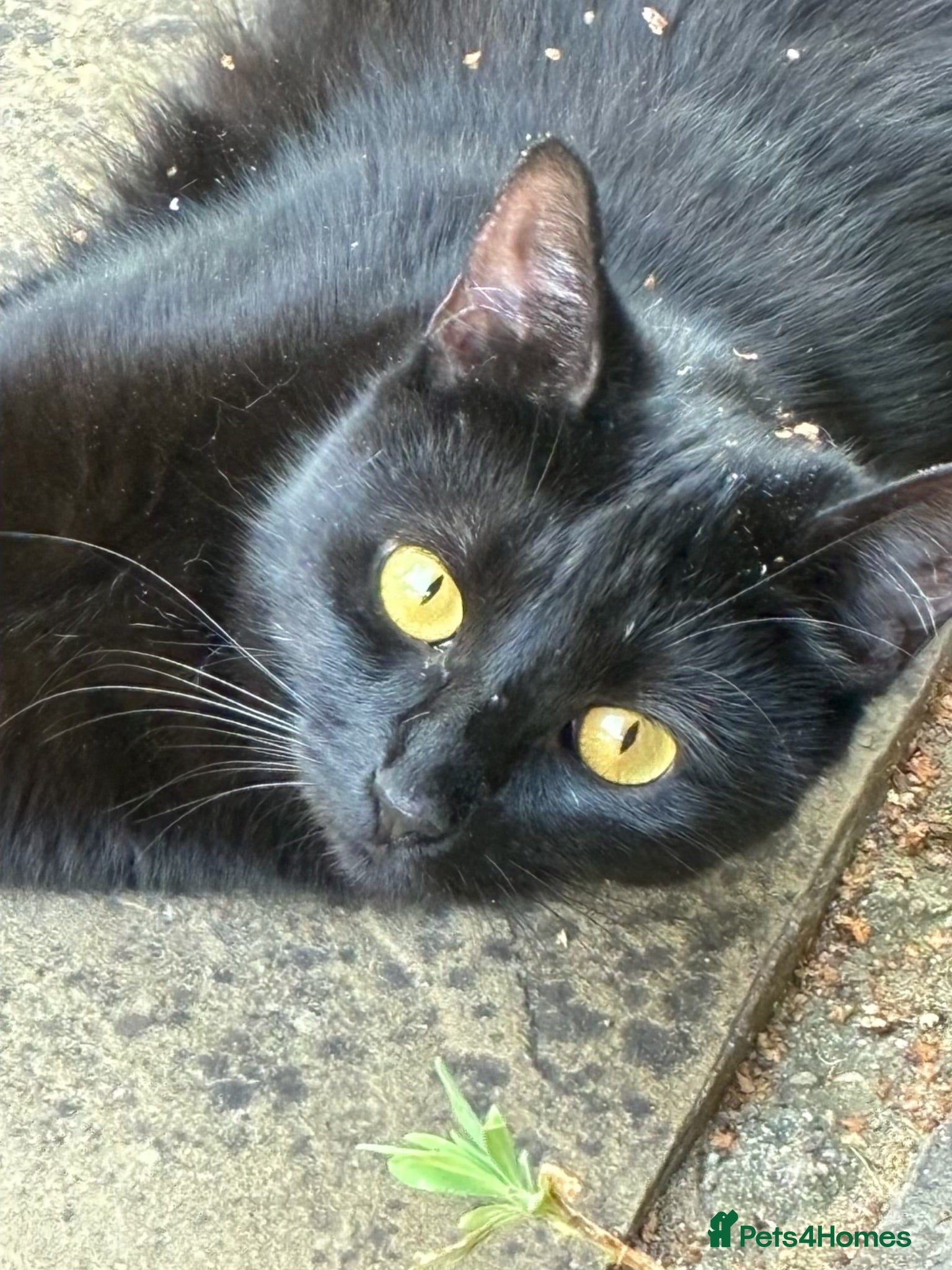 British Shorthair cats Black young cat looking for loving home - Advert 2