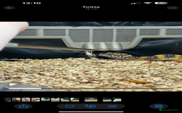 Leopard Gecko reptiles for sale: 2 x baby leopard geckos - Image 1