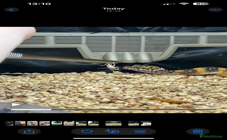 Leopard Gecko reptiles - Advert 1