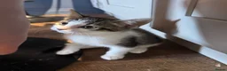 Domestic Shorthair cats for sale: X4 male kittens - Advert 4