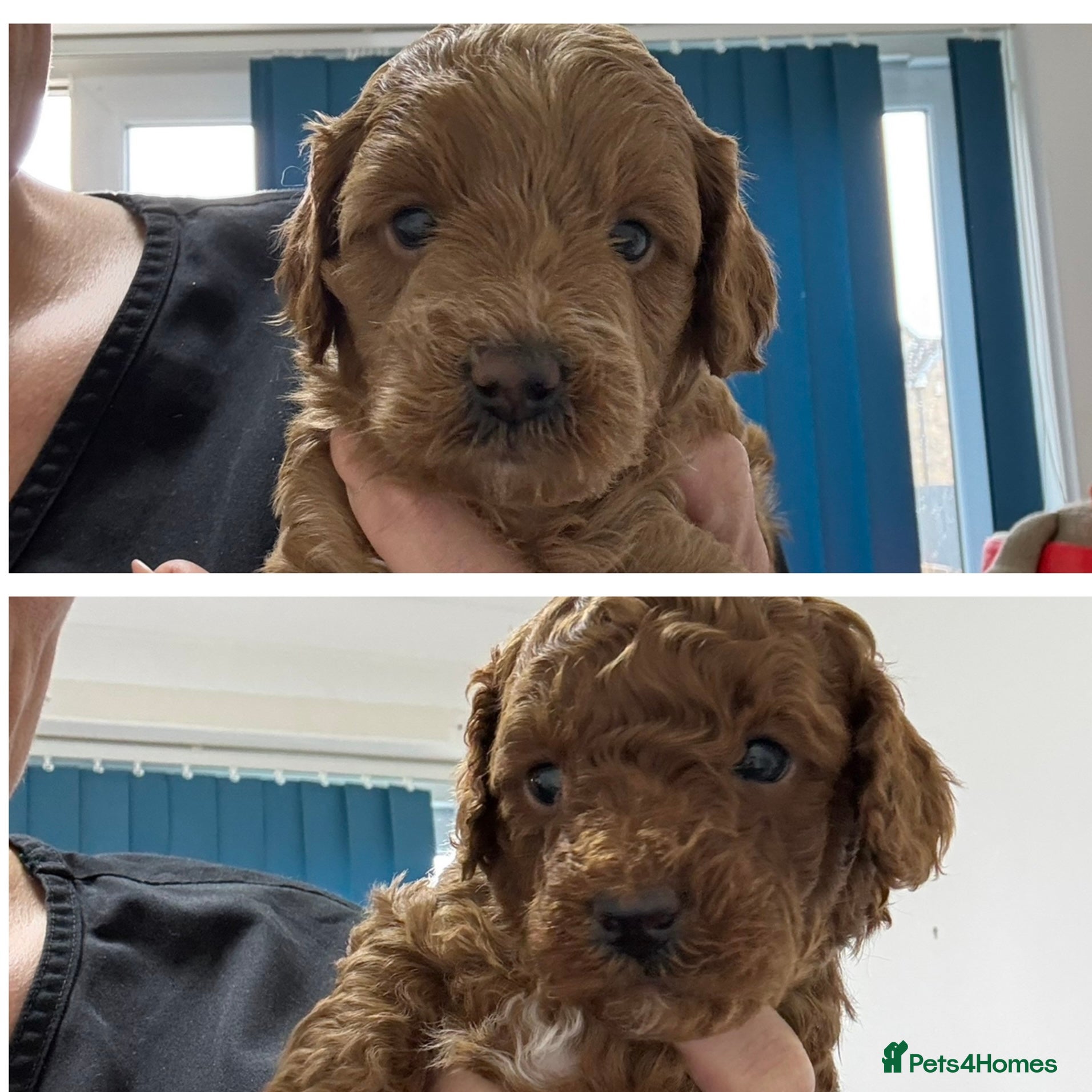 Cavapoo dogs Toy Cavapoo F1bb last two boys 💙💙 - Advert 2