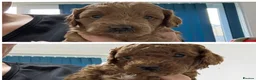 Cavapoo dogs for sale: Toy Cavapoo F1bb last two boys 💙💙 - Advert 6