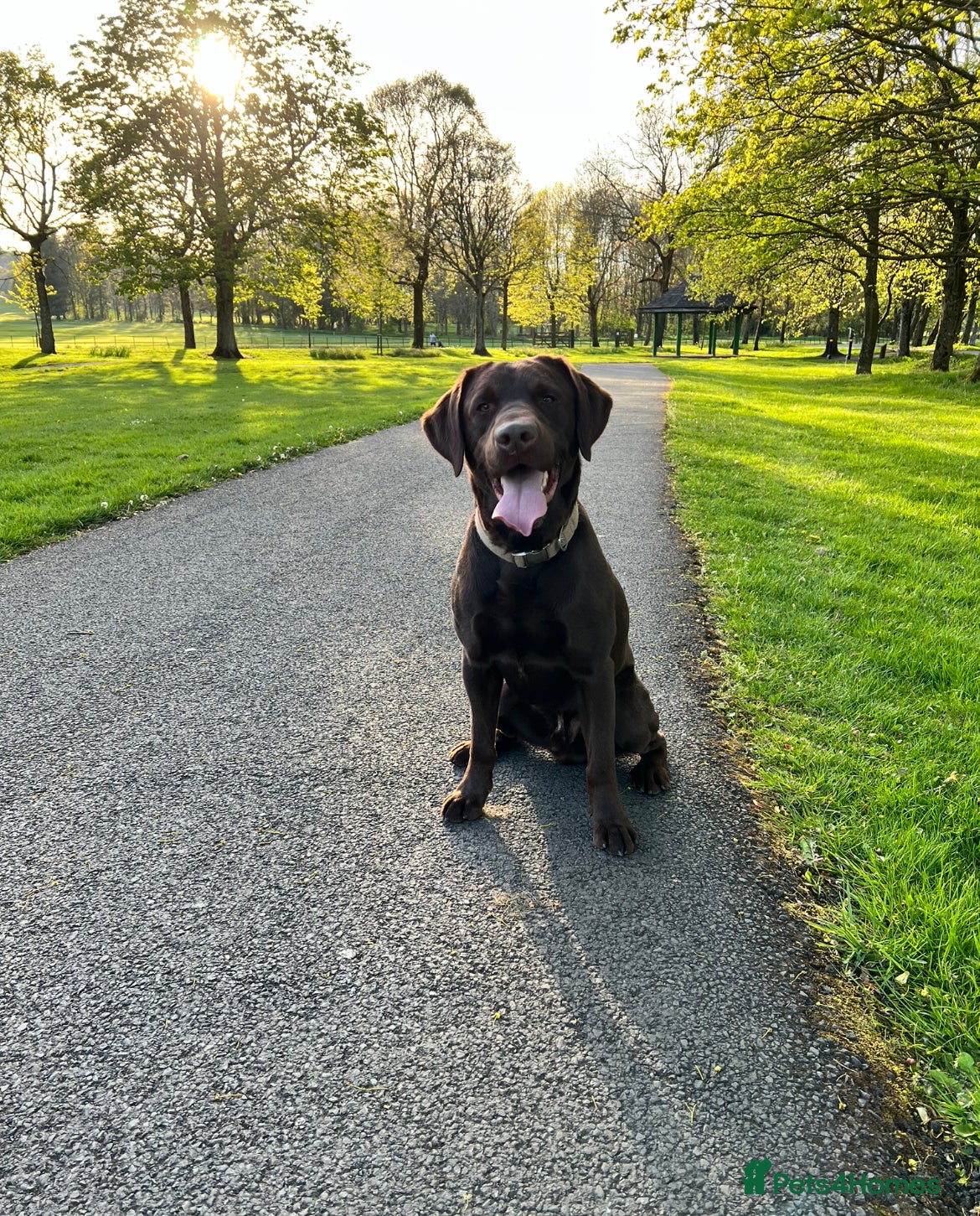Labrador Retriever dogs Chocolate Labrador For Stud in Burnley - Advert 20