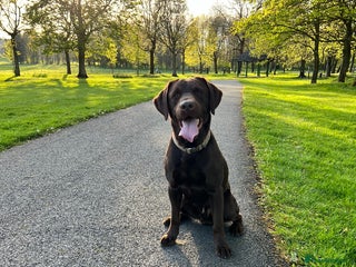 Labrador Retriever dogs in Burnley - Advert 7
