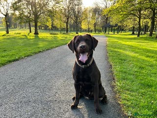 Labrador Retriever dogs Chocolate Labrador For Stud in Burnley - Advert 21