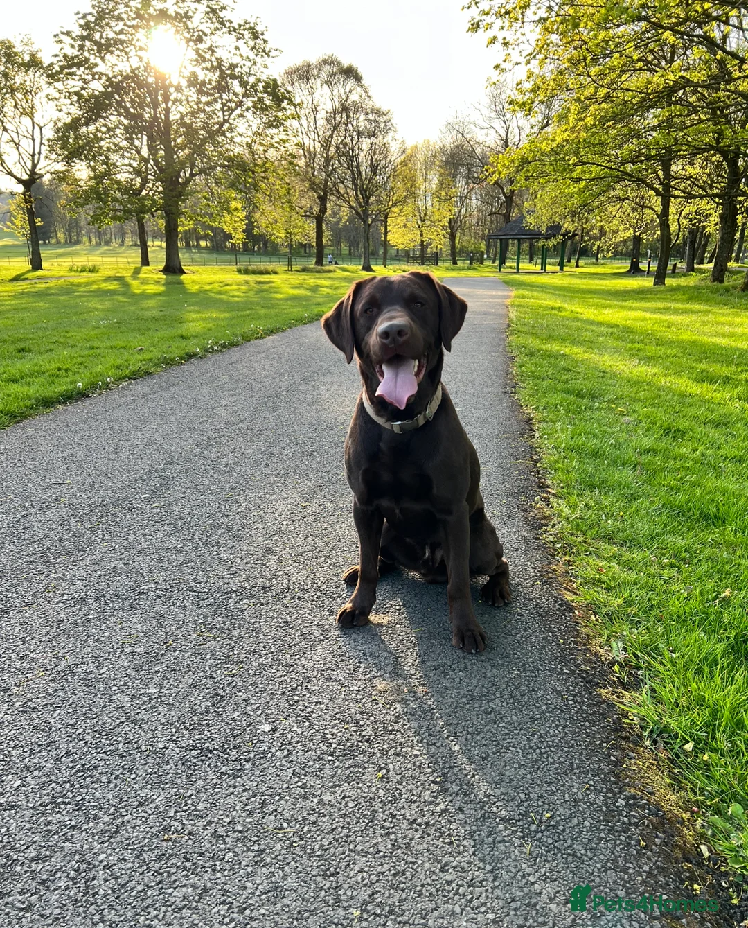Labrador Retriever dogs for stud: Chocolate Labrador For Stud in Burnley - Advert 1