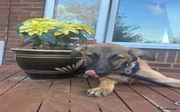 Mixed Breed dogs for adoption: Dorito - Norwich Norfolk  - Image 10