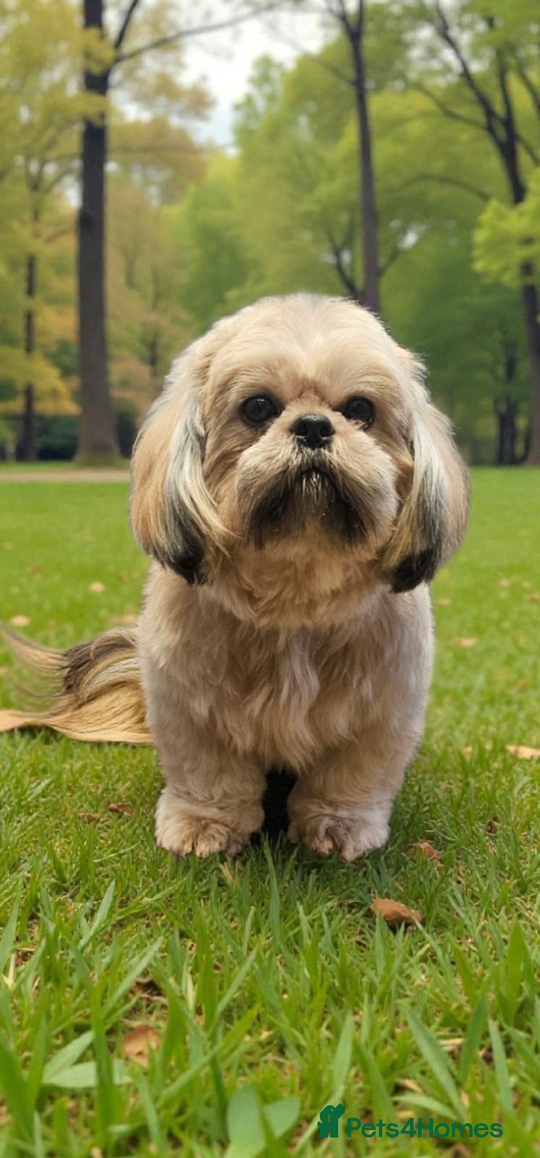 Shih Tzu dogs for sale: 💞TOP QUALITY 💞ADULT SHIH TZU 💞 - Advert 5