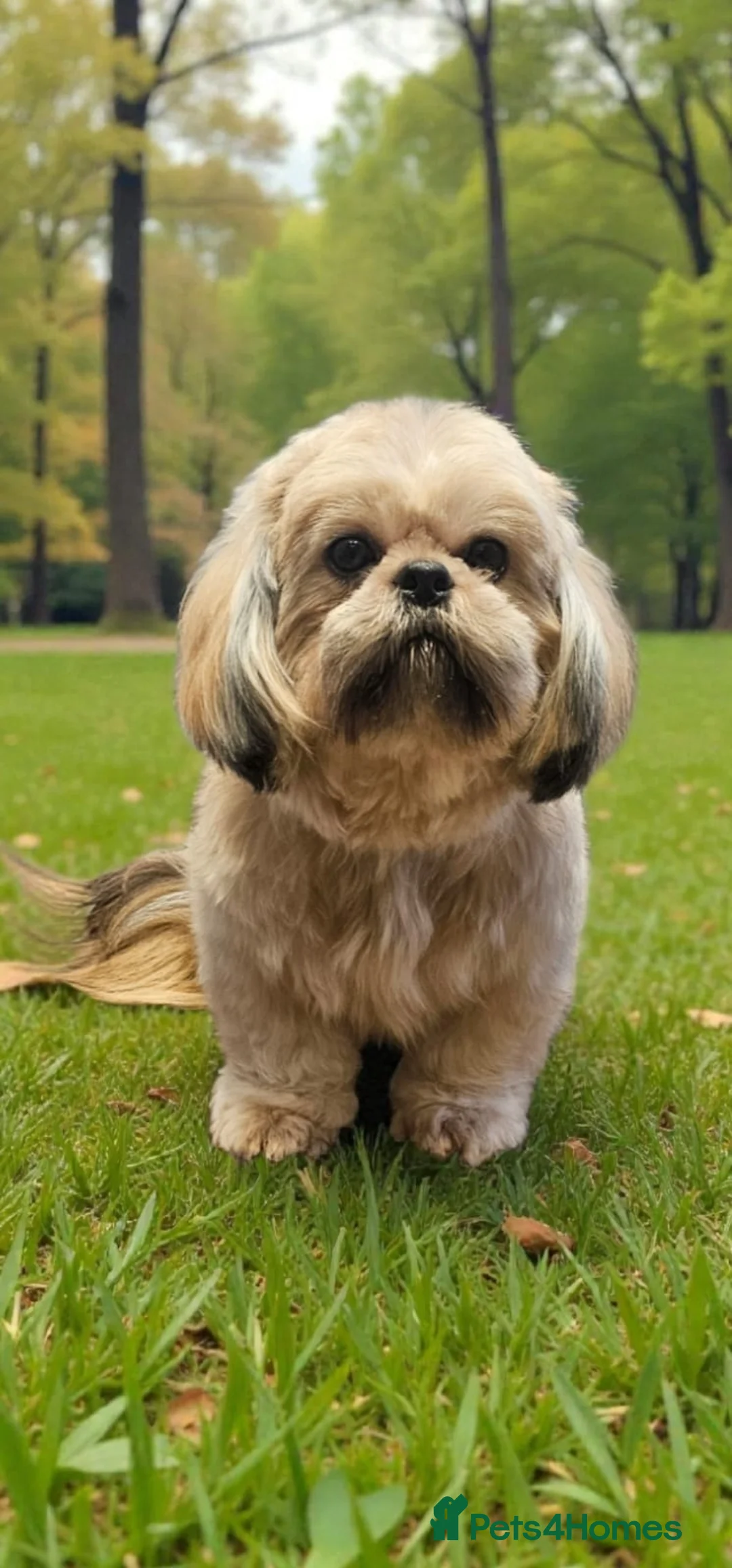 Shih Tzu dogs for sale: 💞TOP QUALITY 💞ADULT SHIH TZU 💞 - Advert 7
