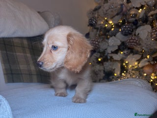 Miniature Dachshund dogs miniature long coat dachshunds - Advert 15