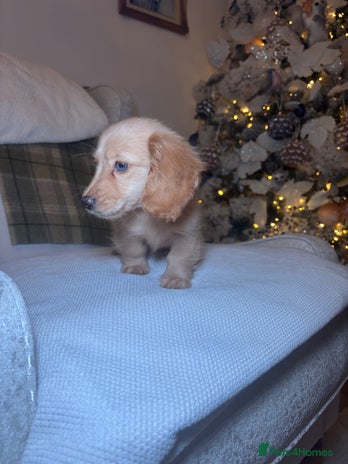 Miniature Dachshund dogs miniature long coat dachshunds - Advert 2