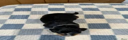 Cocker Spaniel dogs for sale: Health Tested Kc Show Type Cocker Spaniel Puppies - Advert 10