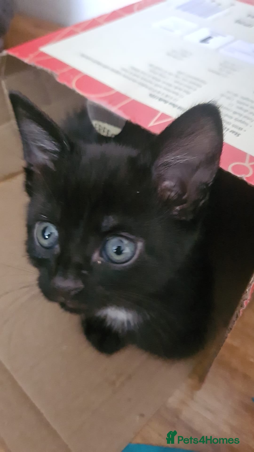 Mixed Breed cats for sale: Kittens for sale  - Advert 17