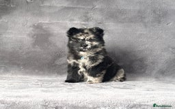 Siberian Husky dogs for sale: Stunning exotic colour chowsky puppies for sale  - Image 7