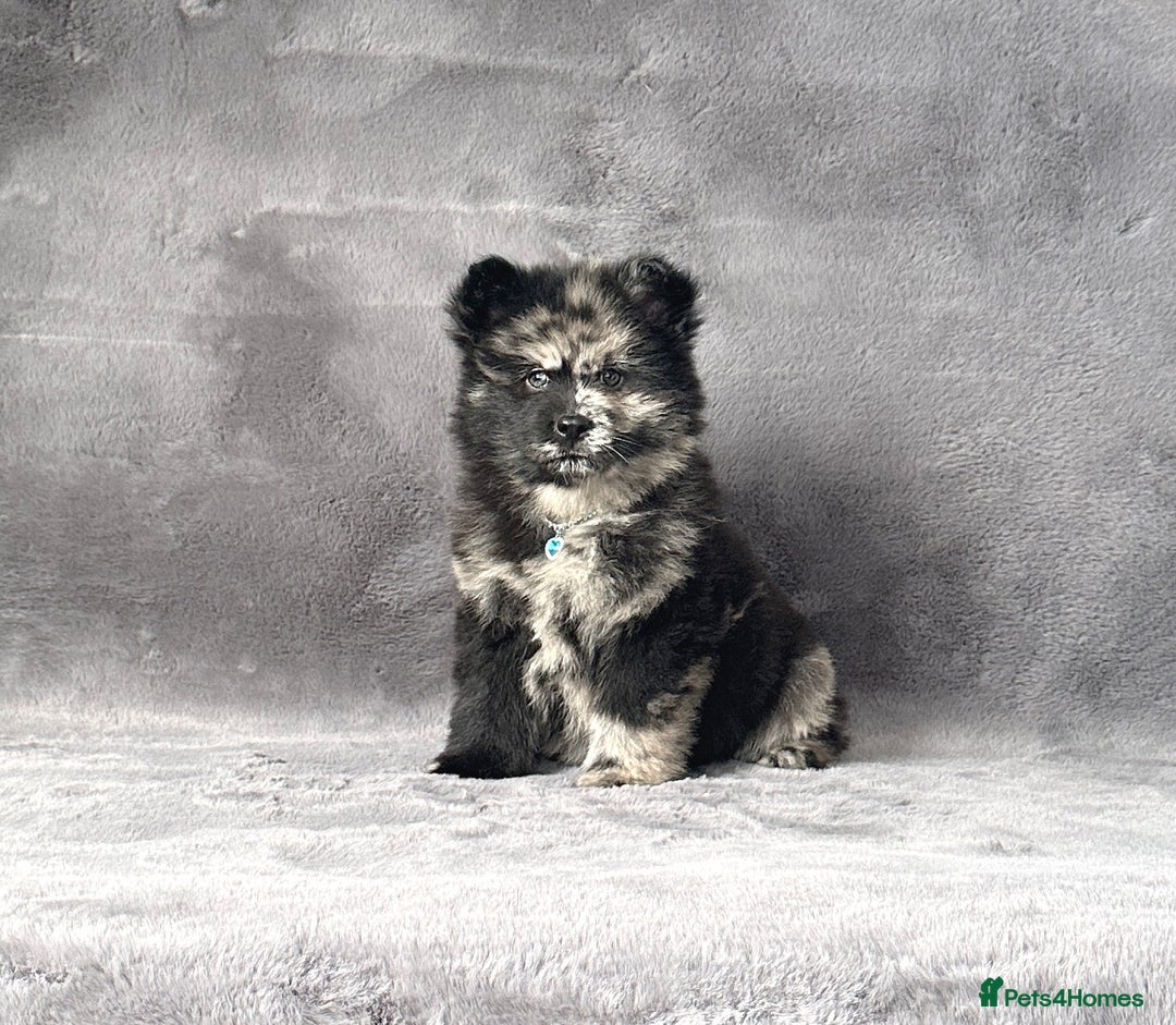 Siberian Husky dogs for sale: Stunning exotic colour chowsky puppies for sale  - Image 7