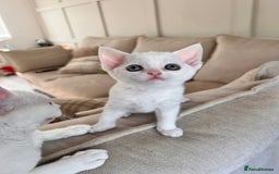 Devon Rex cats for sale: Beautiful Devon’s 1 boy 1 girl still available  - Image 3
