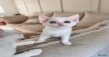 Devon Rex cats - Advert 9