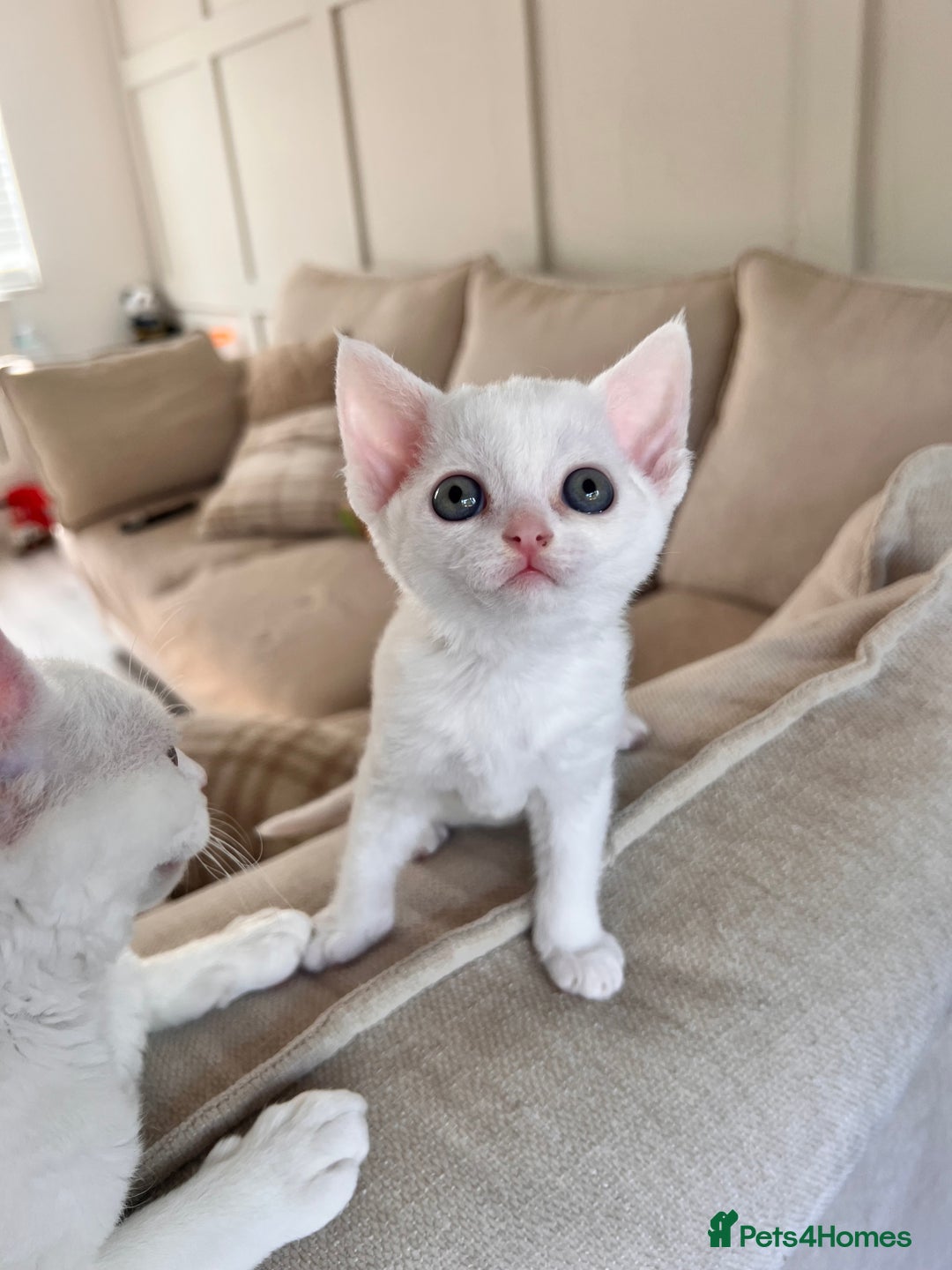 Devon Rex cats for sale: Beautiful Devon’s 1 boy 1 girl still available  - Image 3