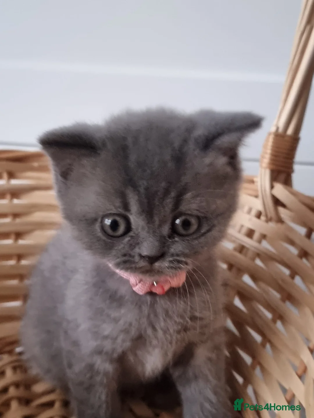 British Shorthair cats for sale: Lilac Blue Female British Shorthair GCCF Pedigree - Advert 7