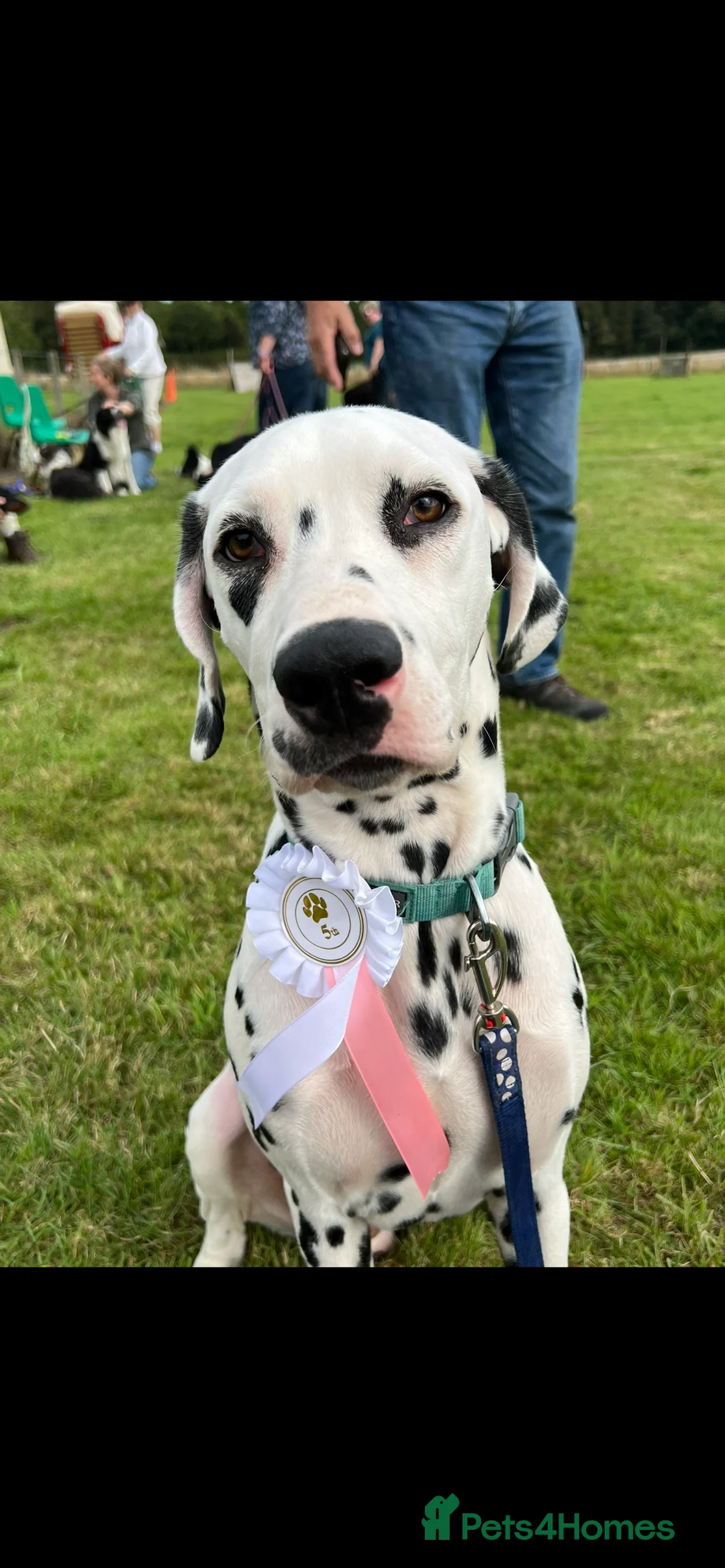 Dalmatian dogs for stud: Dalmatian for STUD  - Advert 1